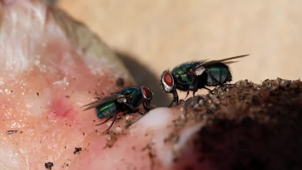 Calliphora Vomitoria Γνωστή Μπλε Μύγα Μπουκάλι Πορτοκαλί Γενειοφόρος Μπλε Μπουκάλι — Αρχείο Βίντεο