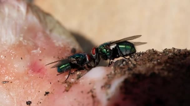 Calliphora Hányás Ismert Mint Kék Palack Légy Narancssárga Szakállú Kék — Stock videók