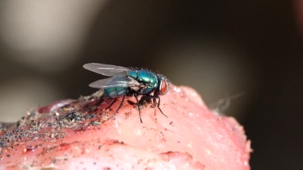 Calliphora Vomitoria Mavi Şişe Sineği Veya Turuncu Sakallı Mavi Şişe — Stok video
