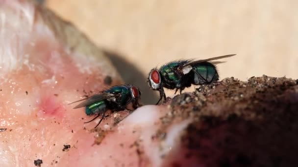 Calliphora Vomitoria Známý Jako Modrá Láhev Moucha Oranžovo Vousaté Modré — Stock video