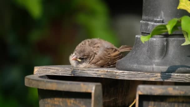 House Sparrow House Sparrow Bird Sparrow Family Passeridae Found Most — Stock Video