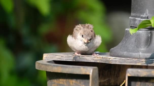 Serçe Serçesi Serçe Familyasından Dünyanın Birçok Yerinde Bulunan Bir Kuş — Stok video