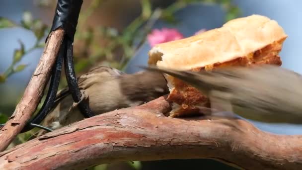 Serçe Serçesi Serçe Familyasından Dünyanın Birçok Yerinde Bulunan Bir Kuş — Stok video