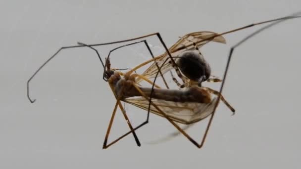 Kraanvogel Papa Longlegs Gevangen Tuin Orb Web Spinnen Web — Stockvideo