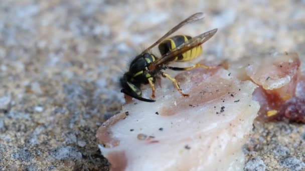 Wasp Skära Fett Kött Från Kasserad Skinka Och Rulla Den — Stockvideo