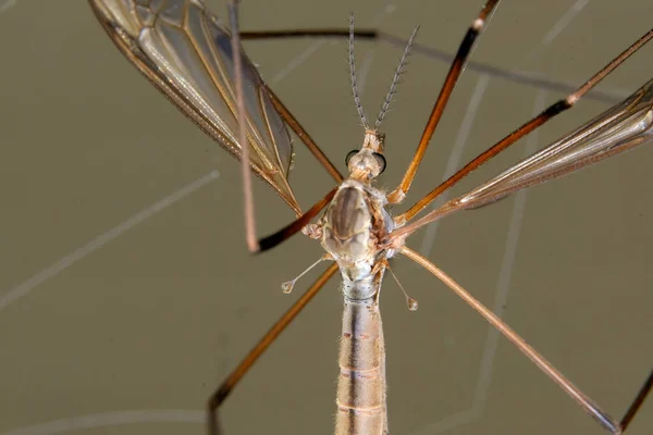 Crane Fly Nome Comum Que Refere Qualquer Membro Família Insetos — Fotografia de Stock