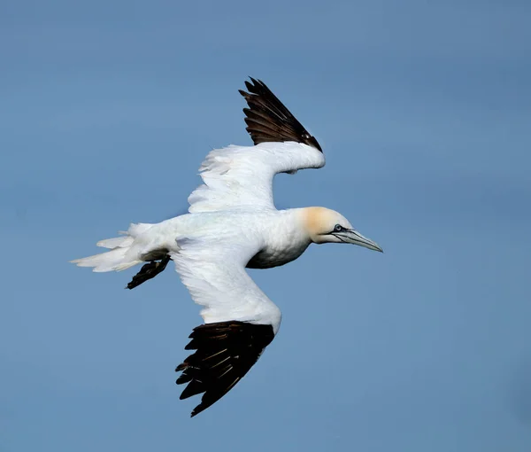 Gannets นนกทะเลท ประกอบด วยสก Morus ในครอบคร Sulidae ยวข องอย างใกล — ภาพถ่ายสต็อก