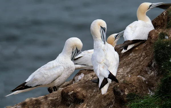 Gannets São Aves Marinhas Que Compõem Gênero Morus Família Sulidae — Fotografia de Stock