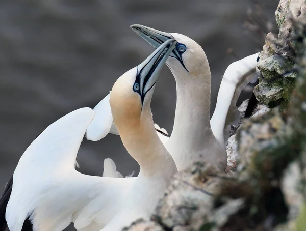 Gannets São Aves Marinhas Que Compõem Gênero Morus Família Sulidae — Fotografia de Stock