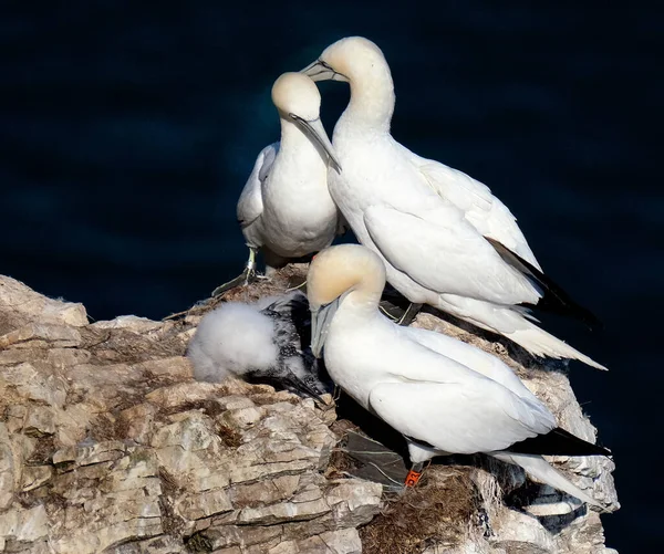 Gannets São Aves Marinhas Que Compõem Gênero Morus Família Sulidae — Fotografia de Stock