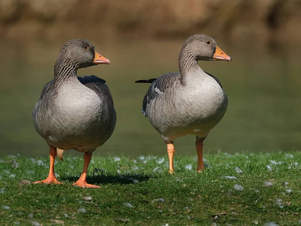 Dvojice Husí Greylag Břehu Rybníka Velké Británii — Stock fotografie