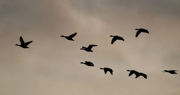 Gün Batımında Ngiltere Tatlı Gölü Üzerinde Uçan Kaz Sürüsü — Stok fotoğraf