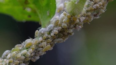 Yaprak bitleri Aphididae familyasındaki bitki özünü emen küçük böceklerdir. Bir türün içindeki bireyler büyük ölçüde renk olarak değişebilseler de, yaygın isimleri yeşil sinek ve karasinektir. Grup tüylü beyaz yaprak bitlerini de içeriyor..