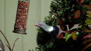 Wood Pigeon (Columba palumbus), İngiltere 'nin en büyük ve en yaygın güvercinidir, gri tüyleri, büyük beyaz boyun yaması, uçuşta görülen beyaz kanat yamaları ve pembe göğüs uçları ile tanımlanabilir.. 