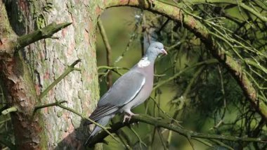 Wood Pigeon (Columba palumbus), İngiltere 'nin en büyük ve en yaygın güvercinidir, gri tüyleri, büyük beyaz boyun yaması, uçuşta görülen beyaz kanat yamaları ve pembe göğüs uçları ile tanımlanabilir.. 