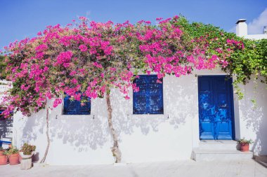 Yunanistan 'ın Paros adasında çiçekli geleneksel Yunan evi 