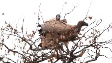 Griffon akbabaları ağacın tepesine tünediler ve savaştılar.