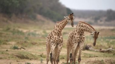 Afrika 'nın vahşi doğasında oynayan iki genç erkek zürafa.
