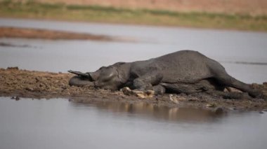 Genç fil Afrika 'nın vahşi doğasında çamur banyosunun tadını çıkarıyor.