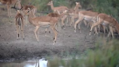 Vahşi doğada su içmeye çalışan ürkek Impala sürüsü.