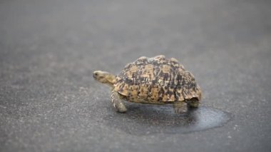 Kaplumbağa katranlı yolda yavaşça yürüyor.