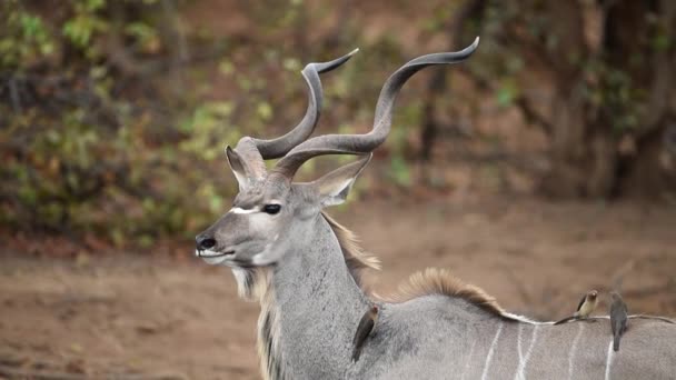 在非洲的荒原上 一头长着巨大角的小牛羚羊 — 图库视频影像