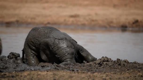 Elefante Bebê Brincando Lama Deserto África — Vídeo de Stock
