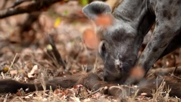 Hienas Alimentándose Cadáveres Desierto África — Vídeos de Stock