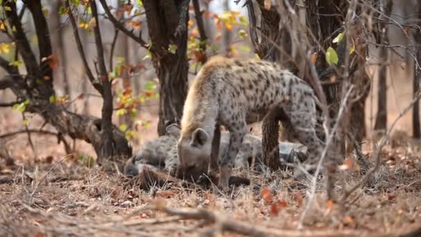 Iene Che Nutrono Carcasse Nel Deserto Dell Africa — Video Stock