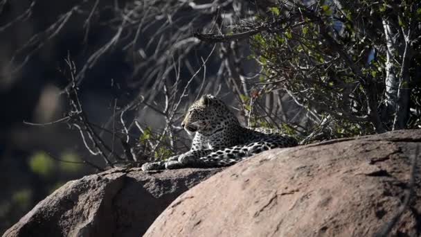 Леопард Наближається Своєї Жертви Пустелі Африки — стокове відео