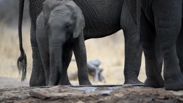 Sloní tele v divočině Afriky