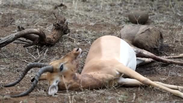 Vulture Nourrissant Carcasses Impala Dans Désert — Video