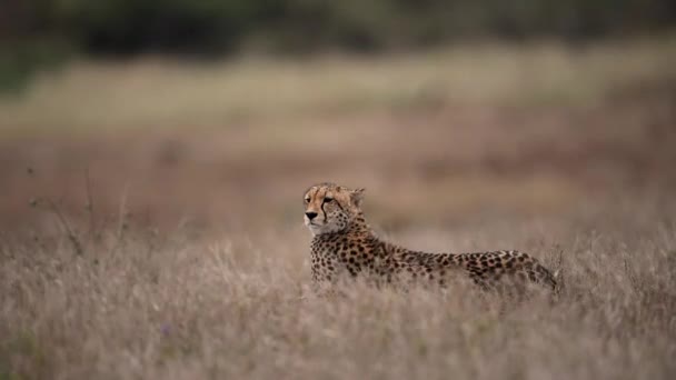 Cheetah Nel Deserto Dell Africa — Video Stock