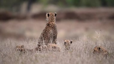 Çita yavruları anneleriyle vahşi doğada oynuyorlar.