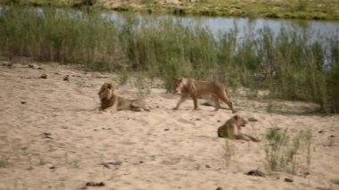 Aslan sürüsü Afrika 'nın vahşi doğasında nehir yatağında uzanıyor.