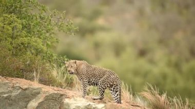 Afrika 'nın vahşi doğasında kayadaki leopar