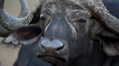 Afrikalı bufalolar Afrika 'nın vahşi doğasında yakın çekim yapıyorlar.
