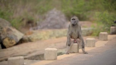 Komik babun beton zeminde insan gibi oturuyor.