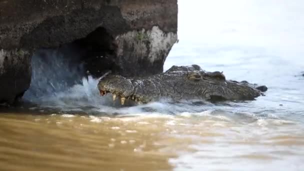 Crocodile Dans Eau — Video