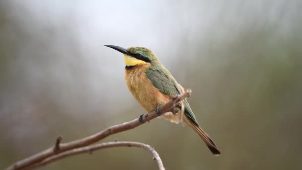 Uccello Mangiatore Api Europeo Appollaiato Ramo Nel Deserto — Video Stock