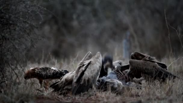 Vautours Nourrissant Carcasses Dans Désert Afrique — Video