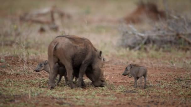 Warthog Met Biggen Wildernis Van Afrika — Stockvideo