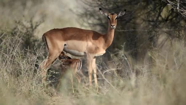 Baby Antilopen Zogen Moeder Wildernis Van Afrika Impala Kalf Met — Stockvideo