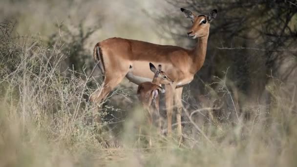 Impala Mãe Com Impala Bezerro Deserto África — Vídeo de Stock