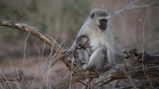 Bebê Vervet Macaco Lactante Mãe Macaco Deserto — Vídeo de Stock