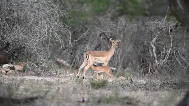 Bebê Antílope Mãe Lactante Deserto África Impala Bezerro Com Mãe — Vídeo de Stock