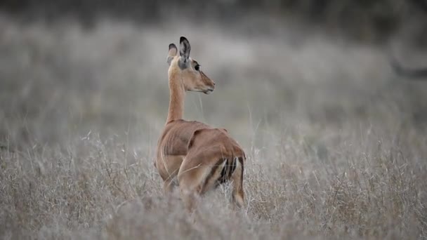 Impala Deserto África Único Impala Uma Manada Impala — Vídeo de Stock