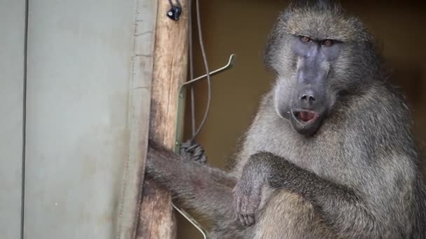 Un babouin vole de la nourriture dans une tente du parc national Kruger