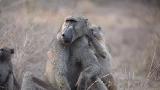 Babuínos Limpando Uns Aos Outros Selva África — Vídeo de Stock