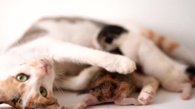 Anne kedi 3 kedi emziriyor beyaz arka plan, Kraliçe kedi beyaz arka planda üç kedi emziriyor.